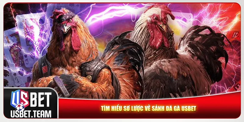 Tìm hiểu sơ lược về sảnh đá gà Usbet Tìm hiểu sơ lược về sảnh đá gà Usbet