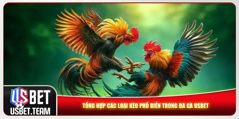 Tổng hợp các loại kèo phổ biến trong đá gà Usbet Tổng hợp các loại kèo phổ biến trong đá gà Usbet